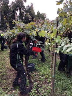 Vendemmia I su pergola: alunna raccoglie grappoli di Cabernet 