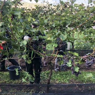 Vendemmia I schiava: alunno raccoglie i grappoli d'uva portati dal capo a frutto carico di grappoli maturi