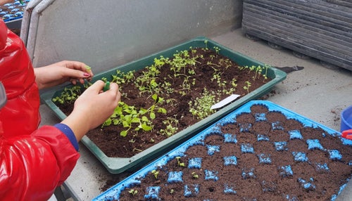 Classe I - attività in serra Laimburg, operazione di picchettaggio: un'alunna, trasferisce con cura le giovani piantine dal plateau di semina al plateau dove avverrà la prima fase di crescita, dettaglio.