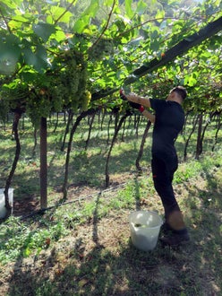 Vendemmia II su pergola: raccolta manuale del grappolo