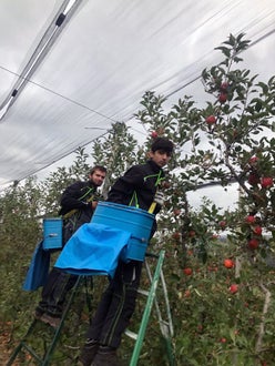 Raccolta I: gli alunni raccolgono mele usando alte scale per raggiungere i frutti
