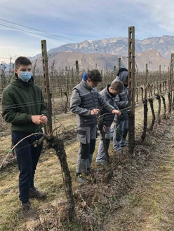 Legatura capo a frutto al filo, alunni  classe I lungo il filare - Soini 