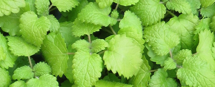 coltivazione piantine