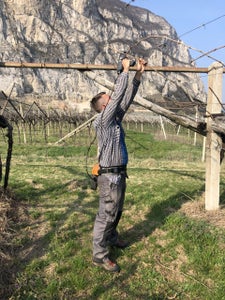 Stage locale: alunno lega i rami della vite su pergola