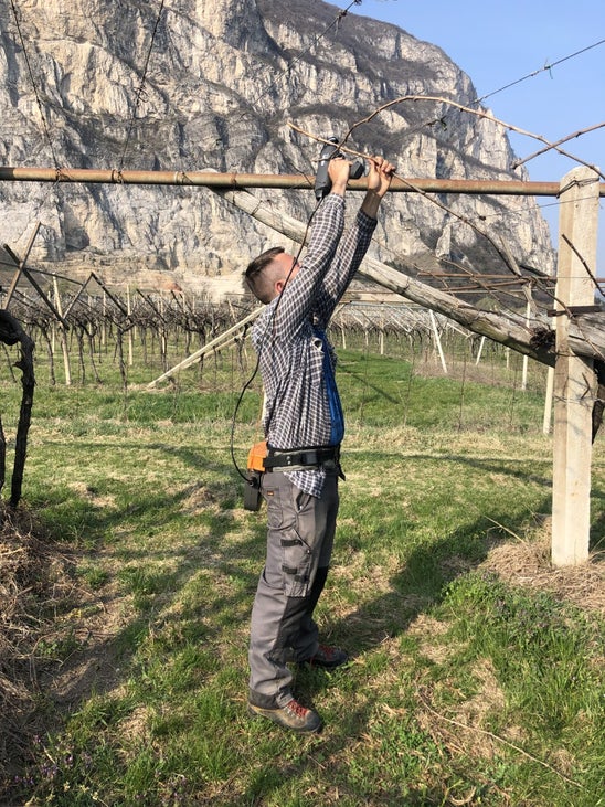 Stage locale: alunno lega i rami della vite su pergola