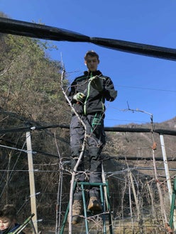 Potatura melo alunno classe II sulla scala - Piglon 