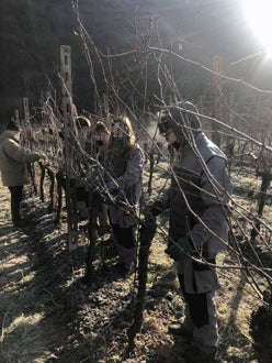 Potatura vite classe I - guyot Soini