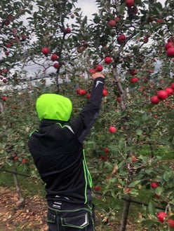 Raccolta mele: alunno di prima raccoglie mele dai rami più bassi dell'albero