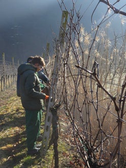 Potatura vite classe III - guyot Soini
