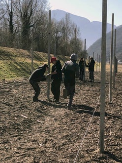 Impianto nuovo meleto, alunni classe III - sistemazione pali sostegno
