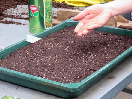 Corso erbe officinali e alimurgiche - lezione pratica: come si fà una semina