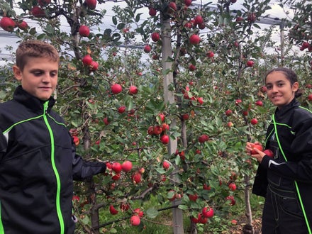 Raccolta I: alunni raccolgono le mele Jaz