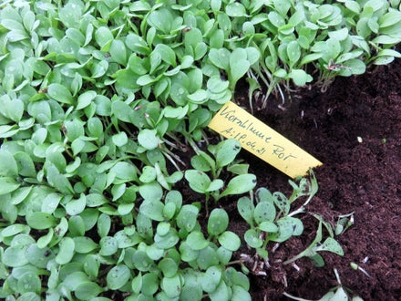 Corso erbe officinali e alimurgiche - giovani piantine in semenzaio