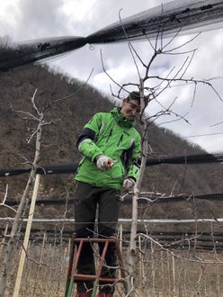 Potatura del melo alunno classe II sulla scala - Piglon