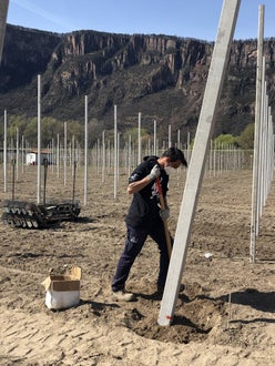 Stage 2021 - operazioni impianto per un nuovo meleto