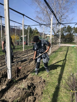 Stage 2021 - lavori nel meleto