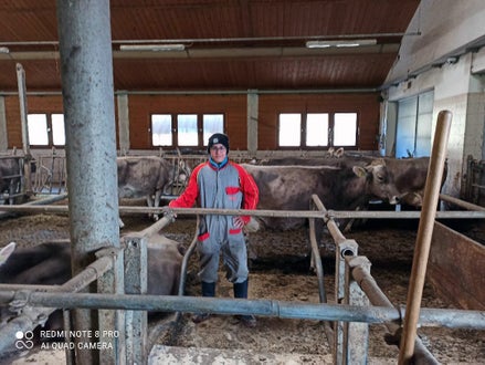 Stage 2021 - azienda zootecnica: cura del bestiame