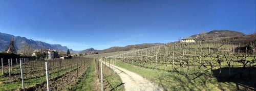 Stage locale: vigneto
