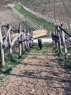 Stage locale: alunno in azienda vitivinicola