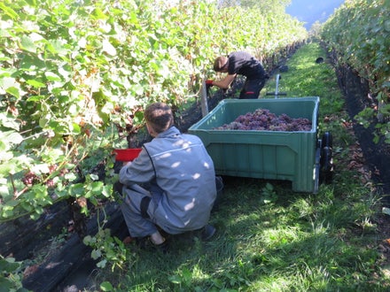 Vendemmia II su guyot: alunni lungo il filare e cassone di raccolta metà pieno