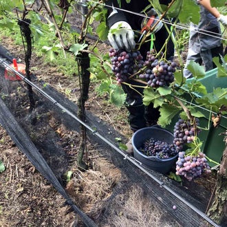 Vendemmia I schiava: dettaglio del taglio del raspo per la raccolta del grappolo