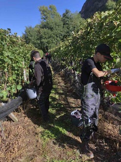 Vendemmia I schiava: alunni lungo il filare raccolgono l'uva