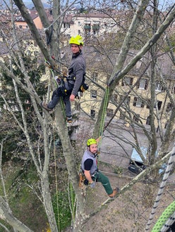 FC corso Tree climbing operatori in cima all'albero, salita con funi
