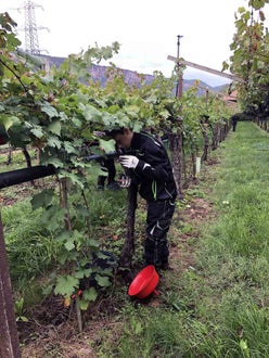 Vendemmia I su pergola: un alunno controlla che non siano rimasti grappoli sulla pianta