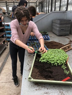 Classe I - attività in serra Laimburg, operazione di picchettaggio: un'alunna utilizza l'apposito attrezzo per  prelevare con attenzione, le giovani piantine dal plateau di semina.