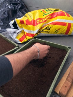 Classe I - attività in serra Laimburg, operazione di semina: alunno distribuisce le sementi a mano, sul letto di semina precedentemente preparato