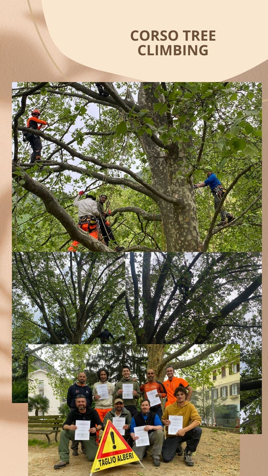 tree climbing aprile 2024