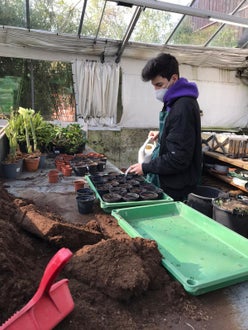 Stage 2021 - in serra cura delle piantine in vaso