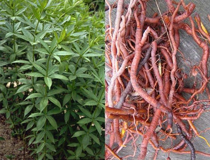 colorazione lana: piante tintorie