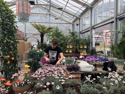 Stage locale: attività in giardineria