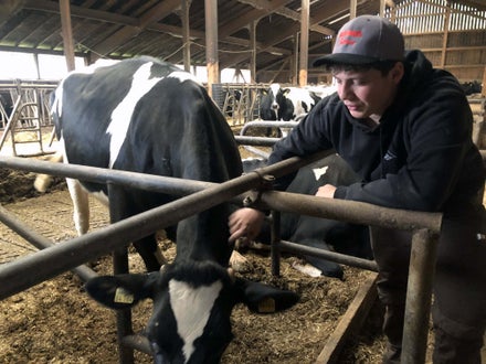 Stage Lindau: alunno accudisce una mucca in stalla