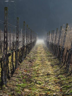 Vigneto dopo la potatura