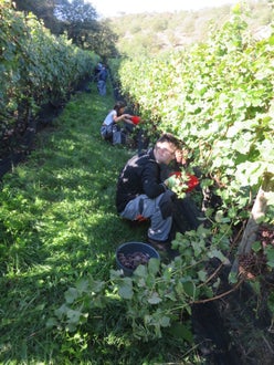 Vendemmia II su guyot: alunni lungo  raccolgono l'uva nella parte bassa dei filare,  accucciati
