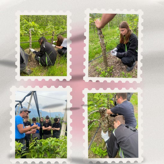 innesti seconda 2024