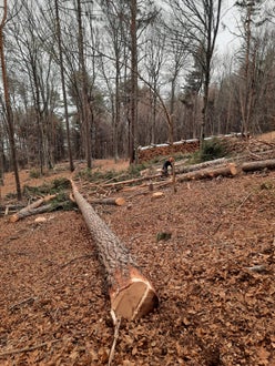 Corso motosega 2022 - alunno nel bosco lavora su un albero a terra