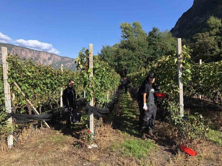 Vendemmia I schiava:  filari di guyot con i grappoli di schiava maturi. Un alunno con imbuto 