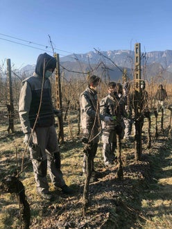 Potatura vite classe I - guyot Soini