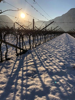 Vigneto innevato a pergola dopo la potatura