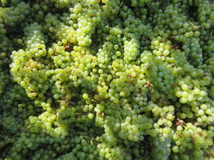 Uva raccolta nel cassone