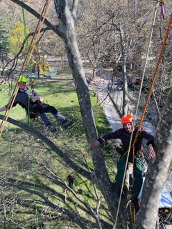 FC corso Tree climbing operatori sull'albero  appesi alle funi 