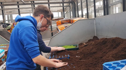 Classe I - attività in serra Laimburg: alunni al bancone dei terricci preparano i plateaux per il picchettaggio delle nuove piantine