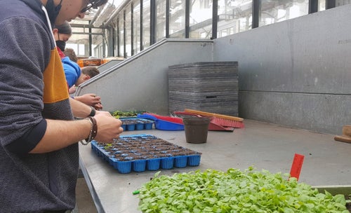 Classe I - attività in serra Laimburg, operazione di picchettaggio: messa a dimora delle giovani piantine nel plateau preparato in precedenza