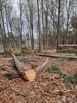 Corso motosega 2022 - il bosco dove si fanno le esercitazioni