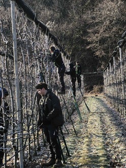 Potatura melo alunni classe II - Piglon