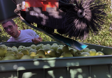 Raccolta mele II: dettaglio del carro raccolta con nastro