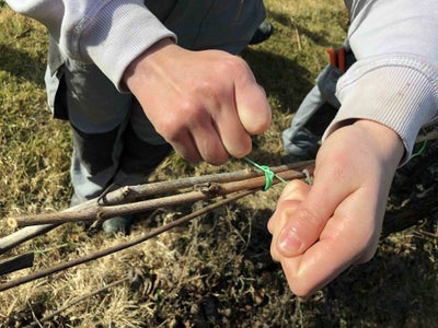 Legatura capo a frutto al filo, dettaglio - classe I - Soini 